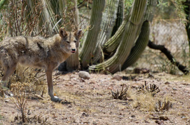 Mesa Coyote Trapping & Humane Removal.  Don't let these animals get near your children or pets!  Call 602-618-0284 today and get professional service from Arizona Wildlife Control!