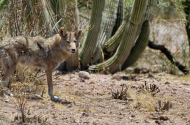 Humane Animal control and removal, serving the metro area including Phoenix and Glendale. We can help remove your unwanted pests!