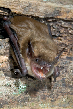 Arizona Cabin Bat Removal & Control in the Flagstaff, Payson, and Prescott area, providing bat removal services from chimney's to attics.