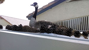 Carefree Bird Control, Woodpecker & Pigeon Removal Services in the metro area.