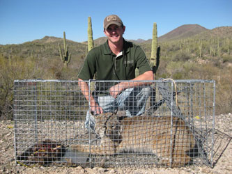 Bobcat