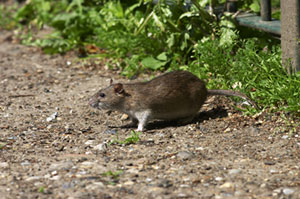 The Removal of Rodents in Tempe, Arizona. Call 602-628-0284 today for professional help.