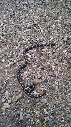 Buckeye Snake Control by the leading humane trappers that will remove and control the dangerous pest.  Arizona Wildlife Control Serves the metro area.