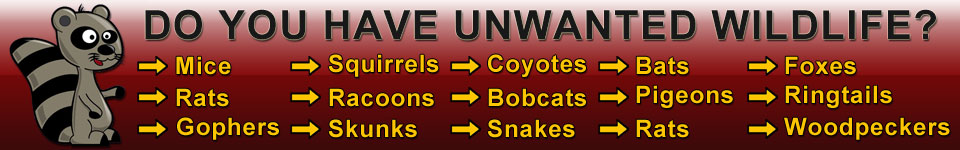 Contact Arizona Wildlife Control Today!