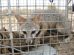 Humane Professional Fox Removal, Control, and Trapping services available for hire in Ahwatukee, Arizona.