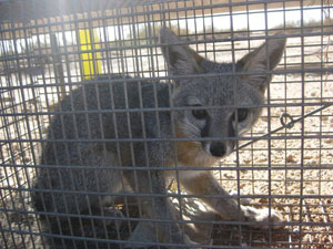 Fox Removal, Control, and Fox Trapping in Phoenix,
Apache Junction, Glendale, Scottsdale, Guadalupe, Rio Verde, and the surrounding area.