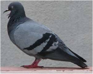 Pigeon Control and Removal in Litchfield Park, Glendale, Scottsdale, Peoria, Tempe, and Phoenix, Arizona.  Call 602-618-0284 now!  Don't wait until it is too late, and Pigeon poop is everywhere!