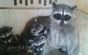 Anthem Raccoon Removal & Control in Arizona.  Serving the Valley area, 24 hours a day.