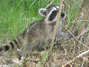 Cave Creek Raccoon Removal & Control in Arizona.  Serving the Valley area, 24 hours a day.