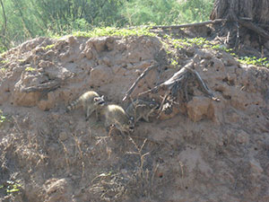 New River Raccoon Removal & Control in Arizona.  Serving the Valley area, 24 hours a day.