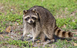 Mesa Raccoon Removal & Control in Arizona.  Serving the Valley area, 24 hours a day.