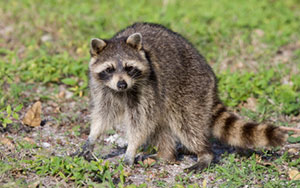 Phoenix Raccoon Exterminator Alternative in Arizona.  Serving the Valley area, 24 hours a day.