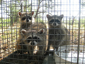 Surprise Raccoon Removal & Control in Arizona.  Serving the Valley area, 24 hours a day.