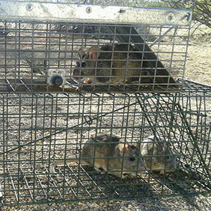 The Removal of Rodents in Litchfield Park. Call 602-628-0284 today for professional help.