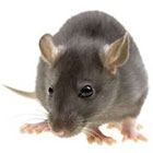 Phoenix Pest Control