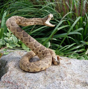 Phoenix Snake Removal by the leading humane trappers that will remove and control the dangerous Rattlesnake. Arizona Wildlife Control Serves the metro area. Call us today and let us help you with your emergency before it is too late! Don't wait until somebody gets bitten!