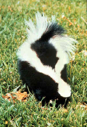 Skunk removal & control services in Tempe, AZ.  We are Arizona Wildlife Control!  Call today at 602-618-0284 to get help now, before the odor becomes too much of a burden and property damage occurs!  We can help!  Call Now!