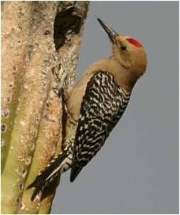 Cave Creek Bird Control, Woodpecker & Pigeon Removal Services in the metro area.