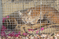 north-valley-bobcat-3