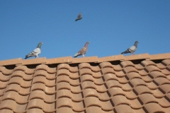 pigeons-1