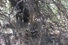 raccoon-family-2