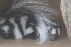 skunk-in-a-box