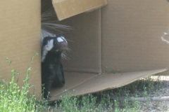 skunk-out-of-box-2