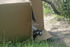 skunk-out-of-box