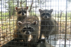trio-of-raccoons