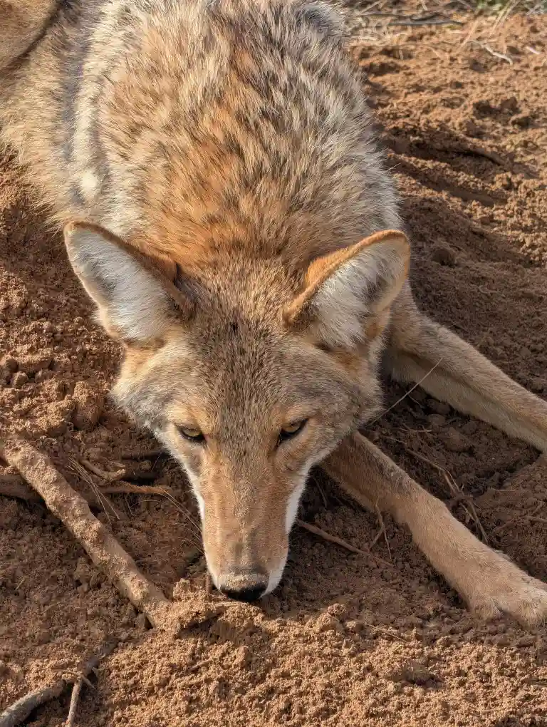 Coyote