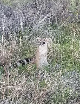 Critter