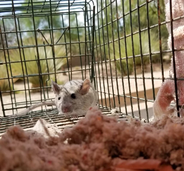 Mice