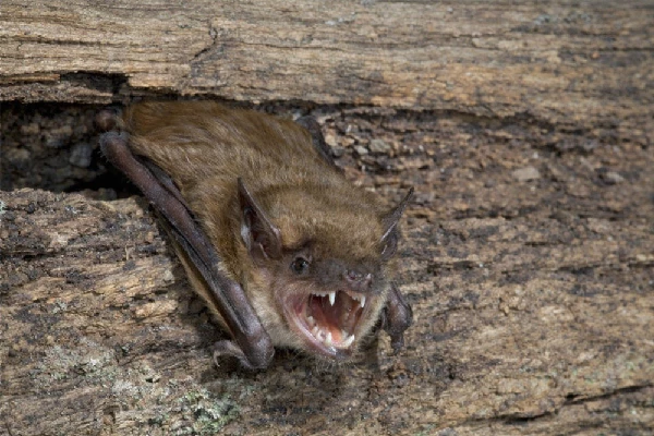 Bat