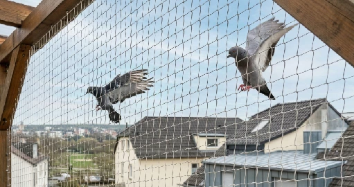 Bird control netting installation service in Arizona commercial building