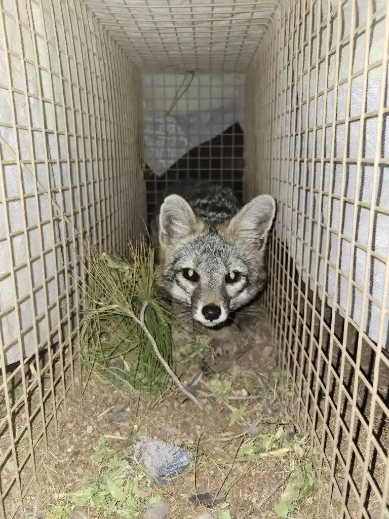 Fox