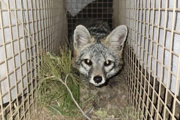 Fox