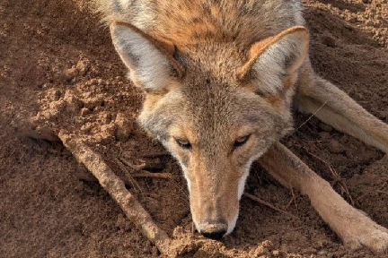 Coyote