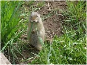 Gopher