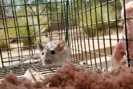 Mice