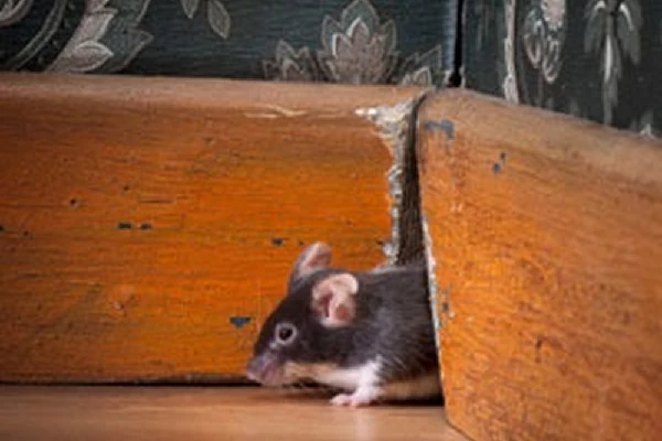 Mouse
