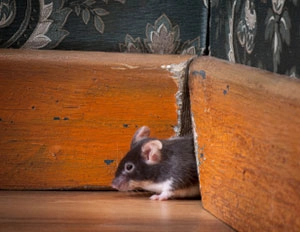 Mouse