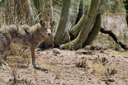 Coyote