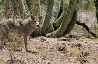 phoenix-coyote