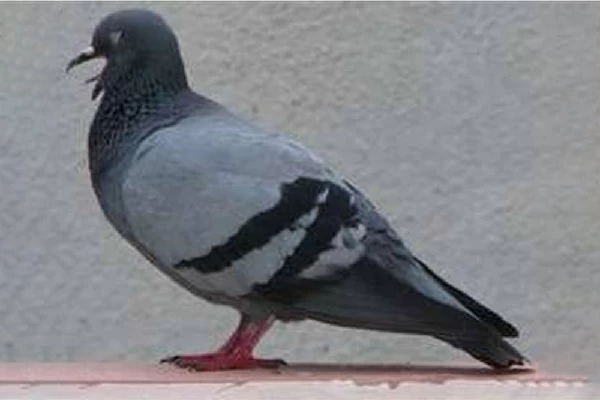 Pigeon