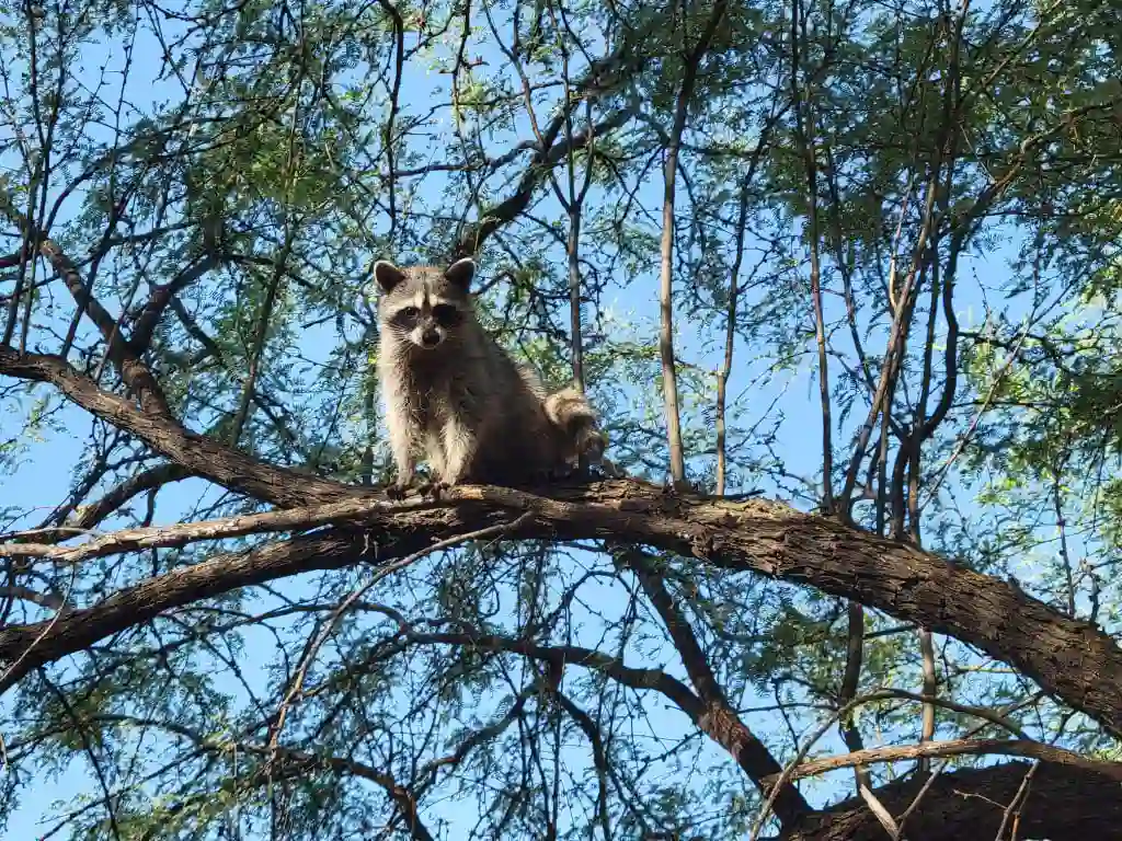 Raccoon