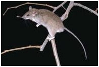 Rat-1