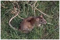 Rat-2