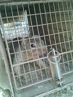Squirrel-glendale