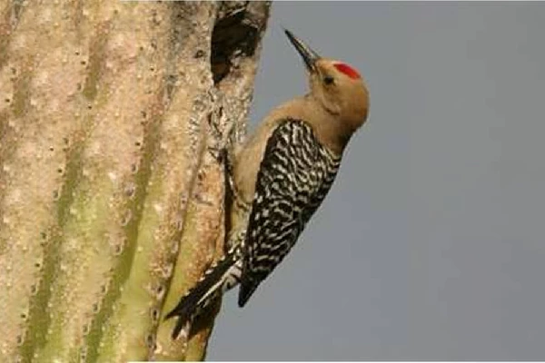 woodpecker-thumb