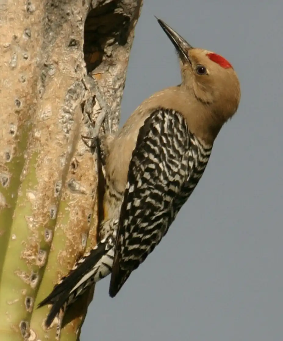 woodpecker